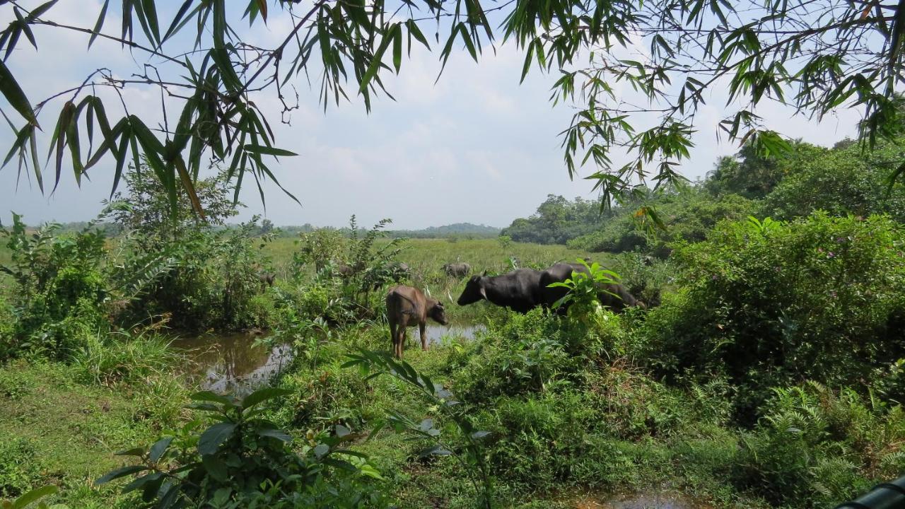 Avalon Village Resort Induruwa Esterno foto