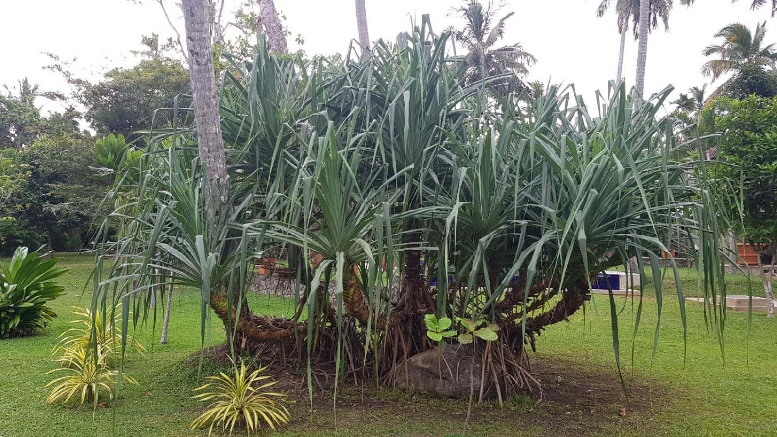 Avalon Village Resort Induruwa Esterno foto